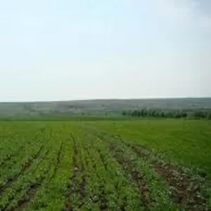Продажа земельного участка сельхозназначения