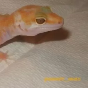 Эублефары линии Tremper Albino