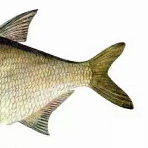 Цимлянская рыба оптом