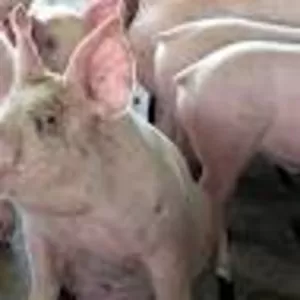 Продам свежее мясо свинины