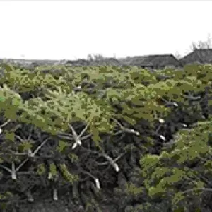 Новогодние живые елки,  сосны оптом с лесхоза к Новому году 