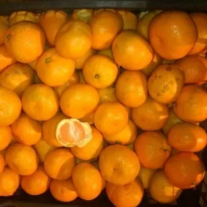 Мндарины из Абхазии в СПб !!!