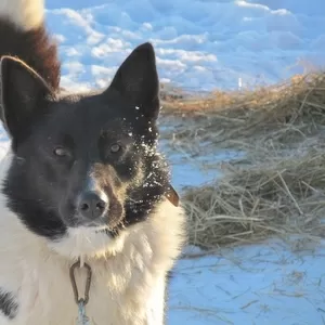 Я буду самым верным другом,  хозяин!