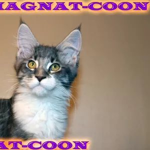 Котята Гиганты породы Мейн Кун