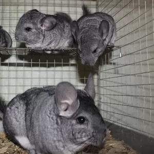 Бизнес на дому, продажа шиншилл.