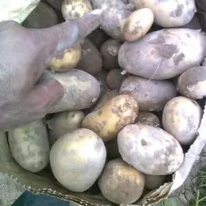 Продам моладой картошка в Иране 
