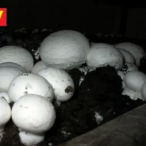 Комплект для выращивания шампиньонов
