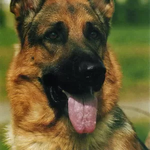 Домашняя передержка для собак в Москве