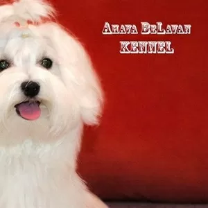 Питомник Ahava BeLavan kennel,  мальтезе с родословной