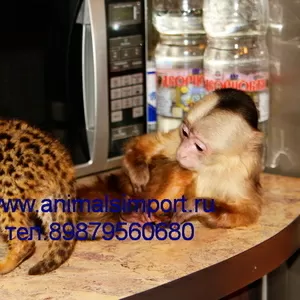 Продаются необыкновенные котята азиатской леопардовой кошки.