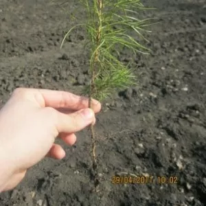 Продаем сеянцы сосны,  лиственницы двухгодовалой оптом!