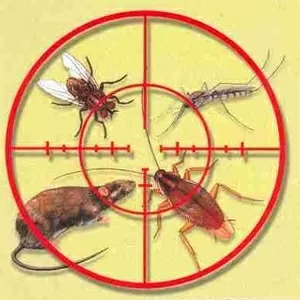 Уничтожение насекомых и дезинфекция помещений