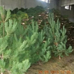  Новогодние елки оптом от 75 рублей
