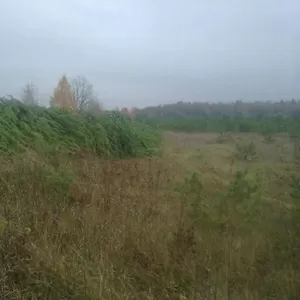 Новогодние сосны оптом