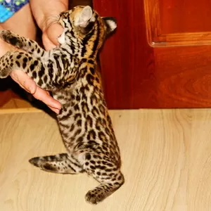 Продам котенка Оцелота (лат. Leopardus pardalis)