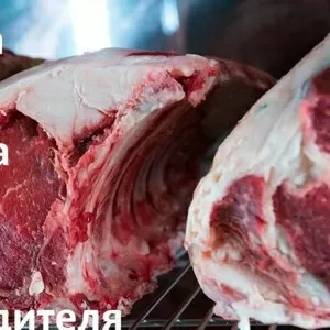 Реализуем охлаждённое мясо телятины