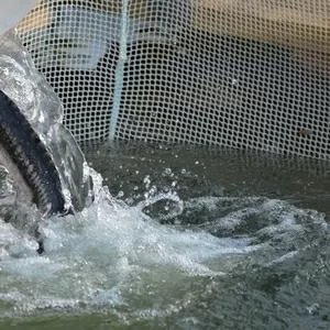 Срочно продам 1/2 долю бизнеса в осетровом садковом хозяйстве