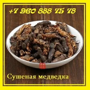 Медведка для лечения туберкулеза