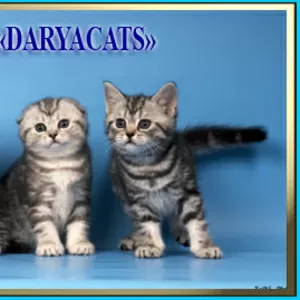 Британские и шотландские котята из питомника Daryacats 