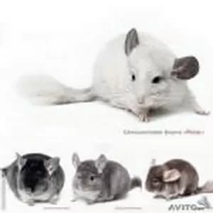 Рентабельный бизнес для каждого желающего