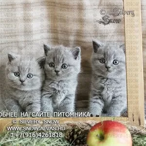 Где купить котенка британской породы?