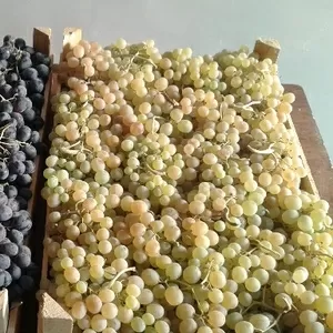 Виноград из Армении от производителя