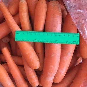 Морковь свежая  на переработку оптом от 10т