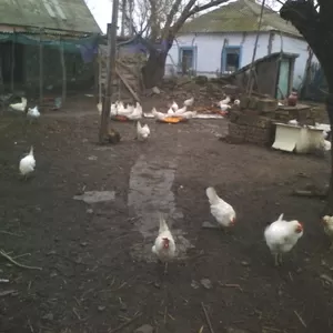 наПМЖ в крим здам загородний дом для семьи на длительний срок.