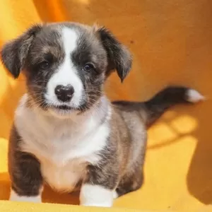 Welsh corgi cardigan