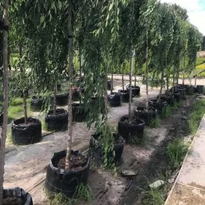 Саженцы плодовых деревьев в питомнике 