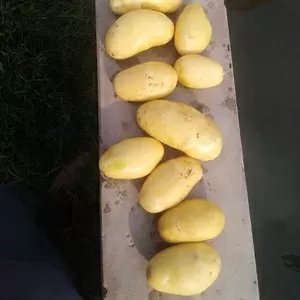 Картофель оптом нового урожая – сорт Мелодия,  мытый 