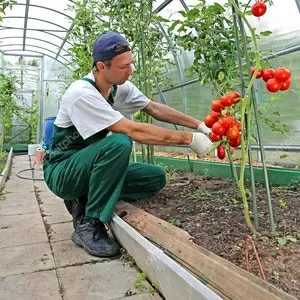 Требуется рабочий теплицы