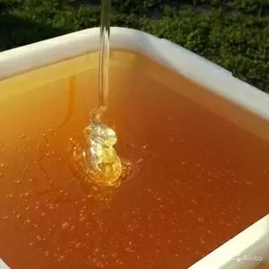 Продам Алтайский мёд оптом