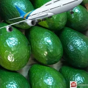 Авокадо SEMIL 34 свежее Доминикана самолетом,  Москва