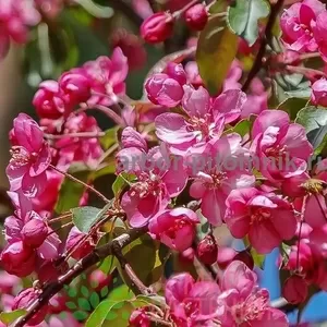Плодовые деревья из питомника,  саженцы крупномеры