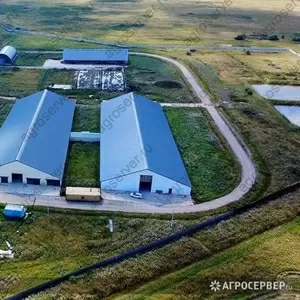 Ферма 1200 голов 