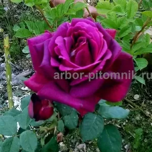 Саженцы кустовых роз из питомника,  каталог роз в большом ассортименте 