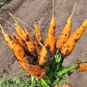 Лучшие сорта моркови мелким и крупным оптом в Барнауле,  Новоалтайске 