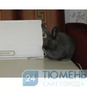 Инфракрасные обогреватели для крольчатников и птичников