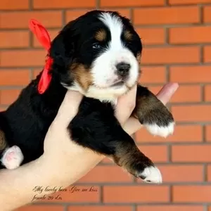 Bernese Mountain Dog