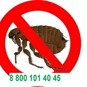 Уничтожение  блох . Работаем по всему региону .