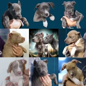 Щенки питбуль Прайтер ищут ответственных и любящих хозяев.