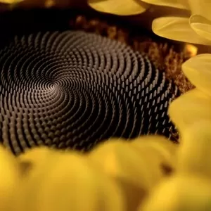 SolPro - промышленные жиры и маргарины для хлебобулочной промышленност