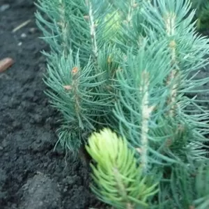 Сеянцы,  саженцы хвойных растений из питомника