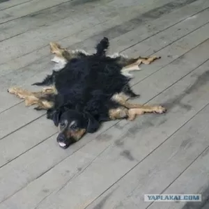 Избавимся от Вашего питомца