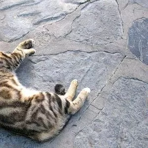 Отдам двух котят породы Сококе в добрые руки