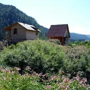 Дача-турбаза  Гудвин,  на  Горном  Алтае , с Камлак