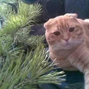 Шотландские вислоухие и шотландские котята