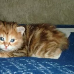 Котята Курильского бобтейла