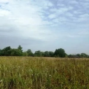 Кортнево. Земельный уч 39 соток,  свет.